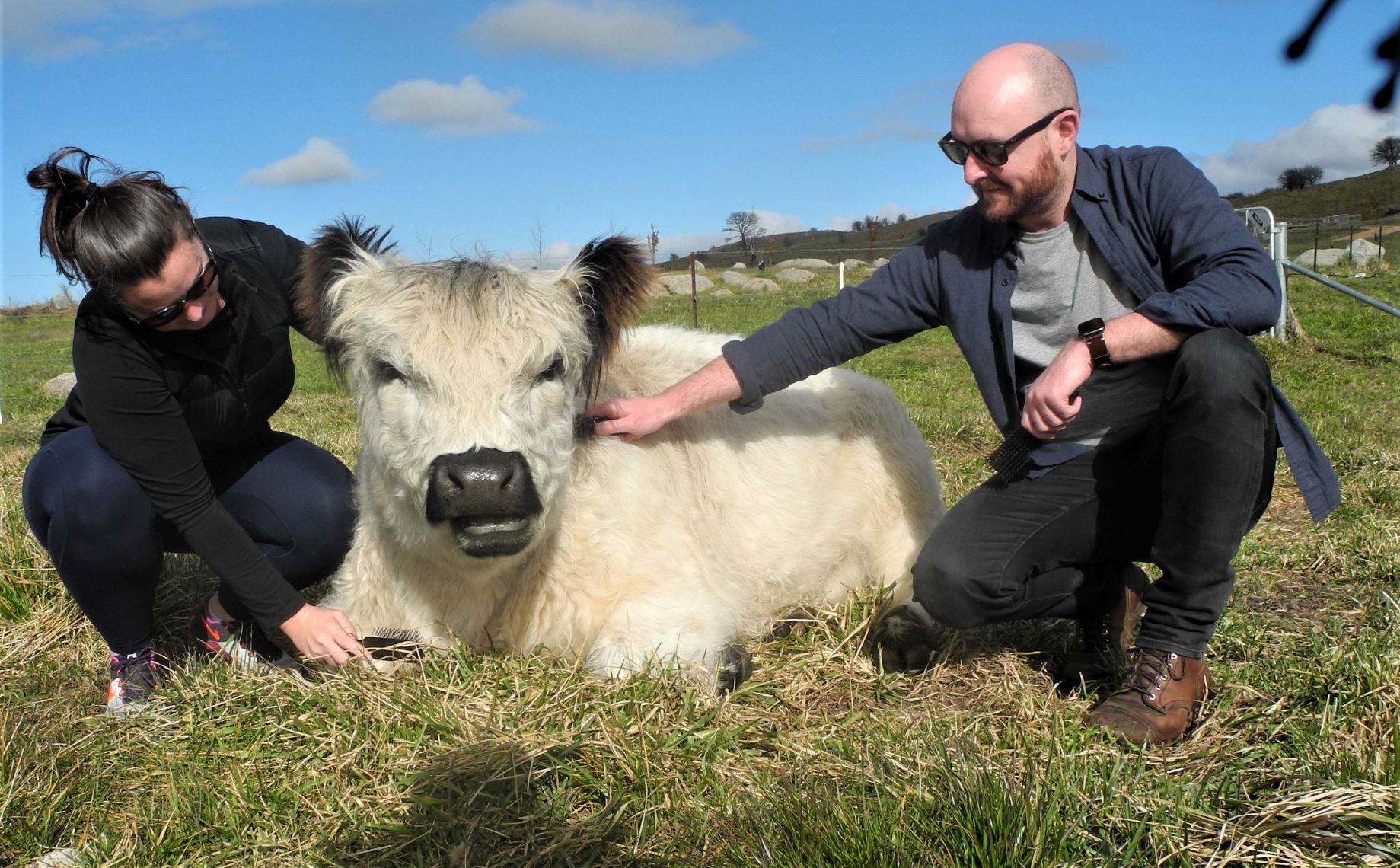 Miniature Cattle