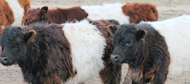 belted_calves