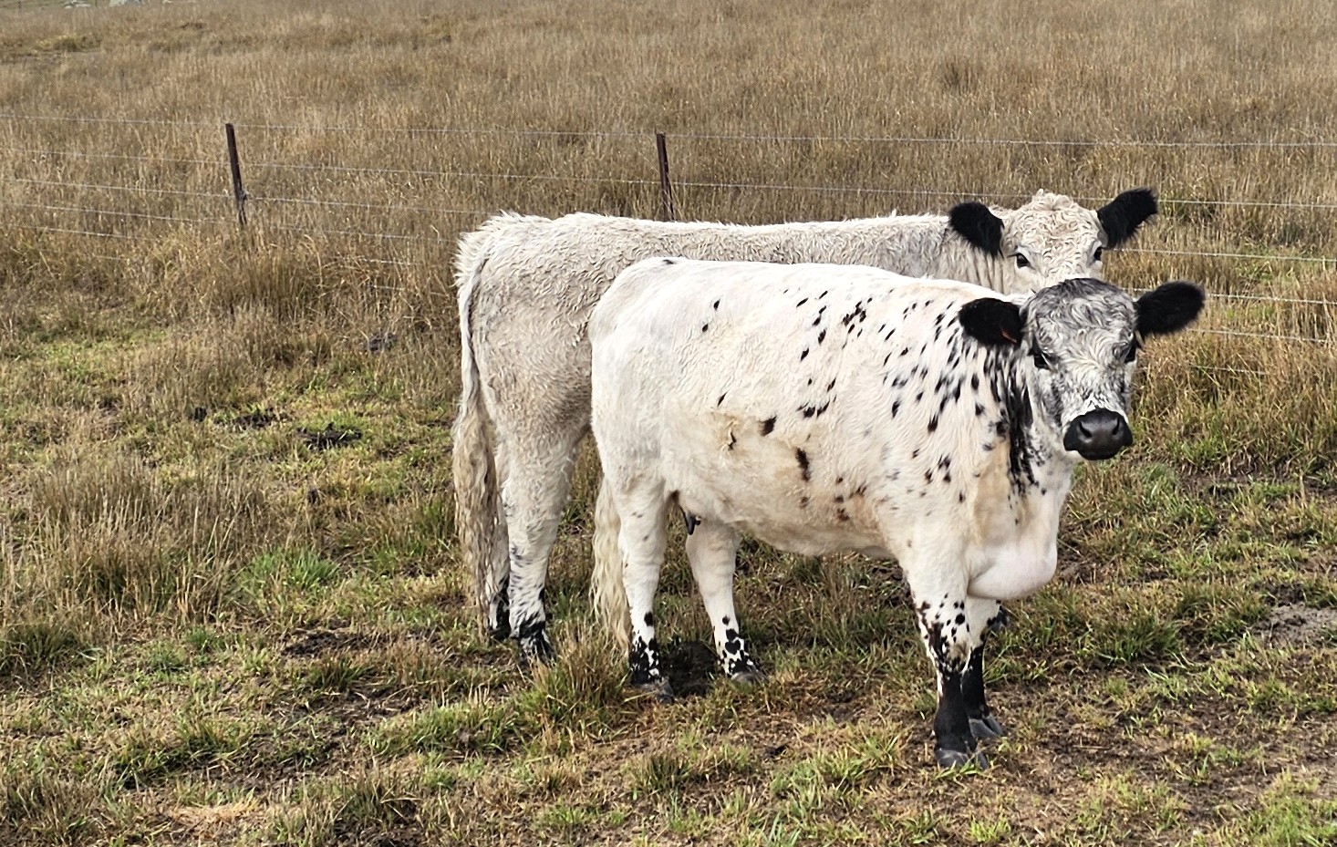 steer wiki