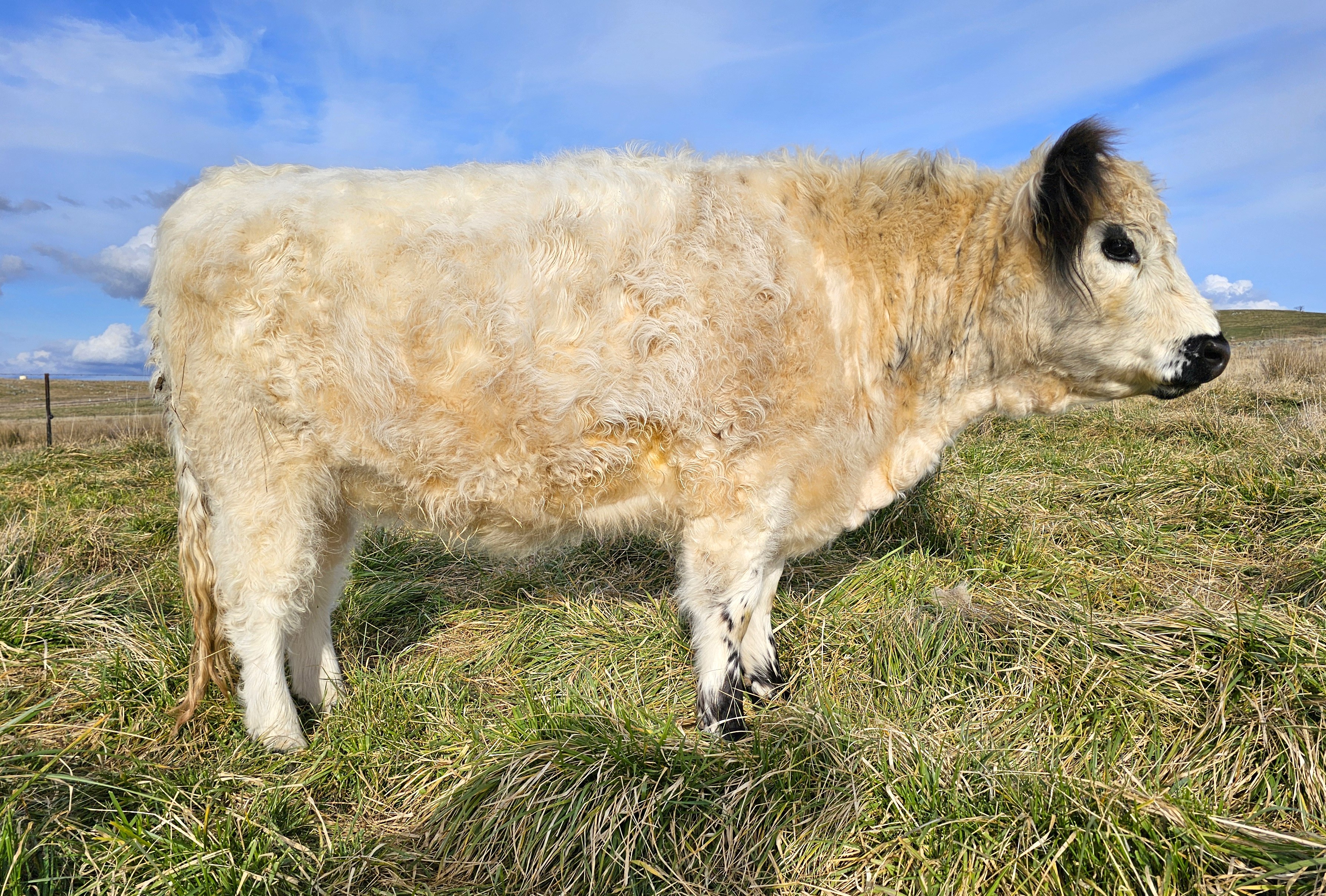 Bessie 20240810_